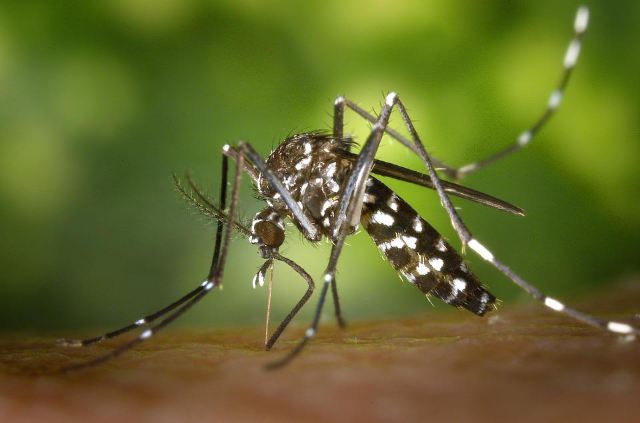 Disposizioni di prevenzione contro le zanzare