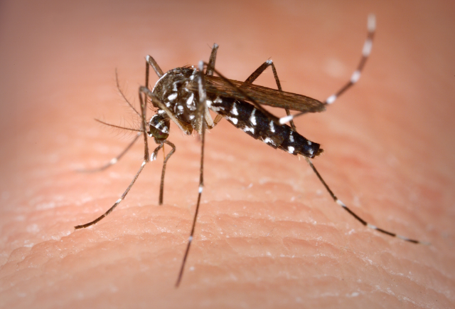 Disposizioni di prevenzione contro le zanzare